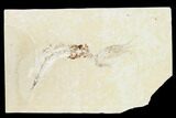 Cretaceous Fossil Fish (Gaudryella) and Shrimp - Lebanon #162782-1